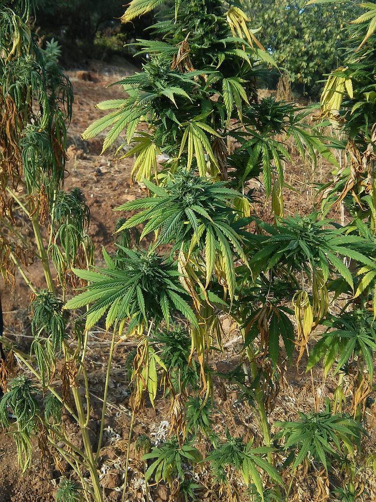 Cannabis in Morocco