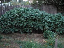 Cannabis indica Cannabis indica Wikipedia