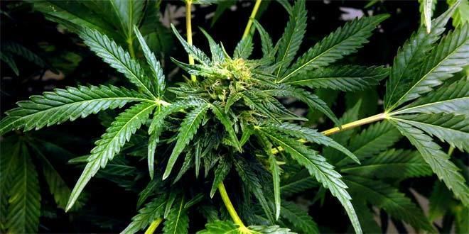 Cannabis indica - Alchetron, The Free Social Encyclopedia