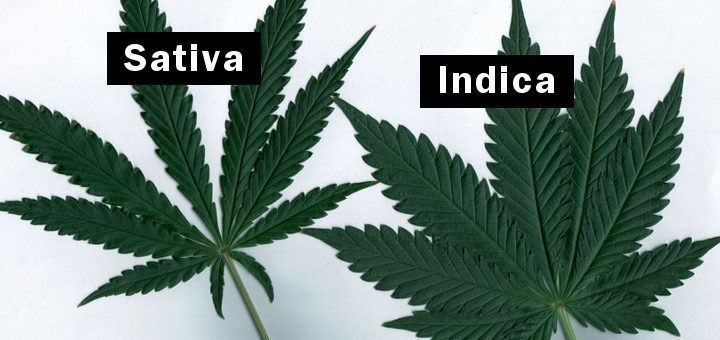 Cannabis indica Indica vs Sativa Understanding The Differences