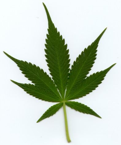 Cannabis indica httpsuploadwikimediaorgwikipediaenbb1Ind