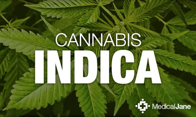 Cannabis indica About Cannabis Indica Medical Marijuana 101 Overview