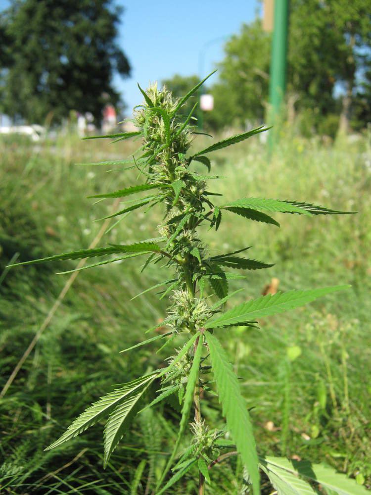Cannabis ruderalis Finding Wild Marijuana Foraging for Cannabis Ruderalis Rolleze