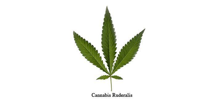 Cannabis ruderalis Cannabis Ruderalis The Overlooked Middle Child Of The Cannabis Family