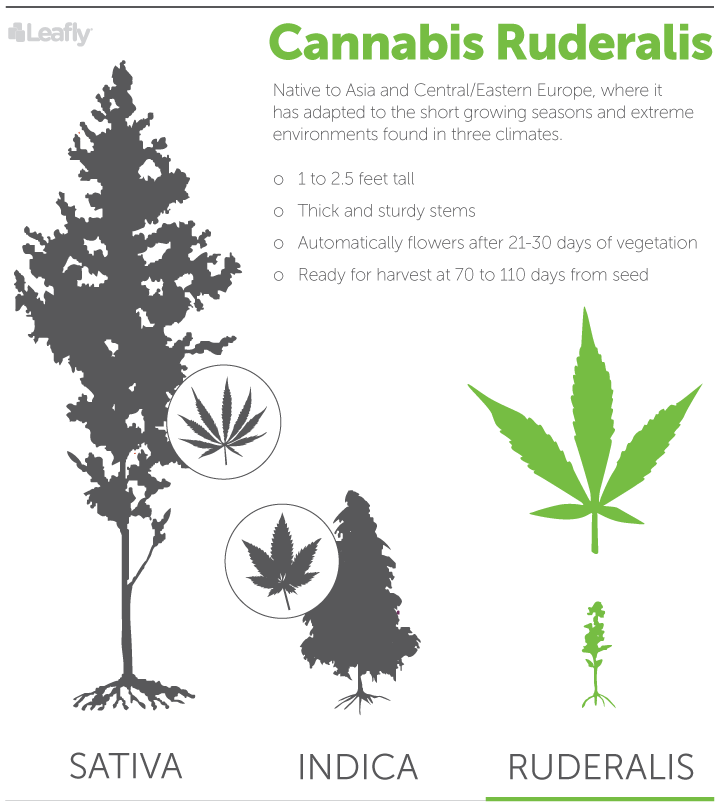 Cannabis ruderalis httpss3amazonawscomleaflycontentwhatisca