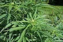 Cannabis sativa httpsuploadwikimediaorgwikipediacommonsthu