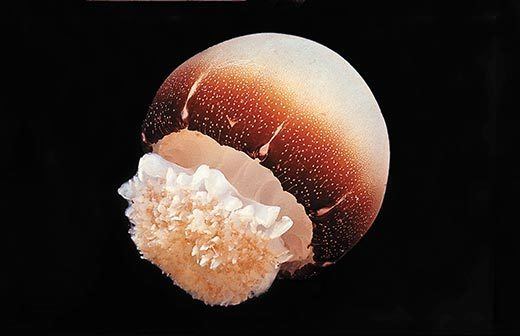 Cannonball jellyfish Life of Cannonball Jellyfish Life of Sea