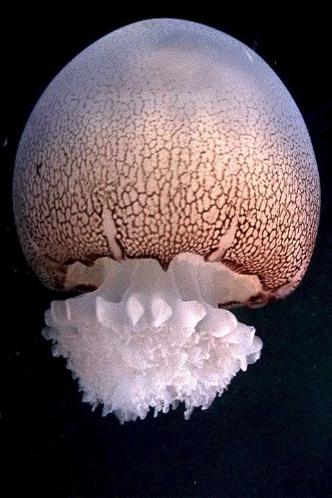 Cannonball jellyfish Cannonball jellyfish Wikipedia