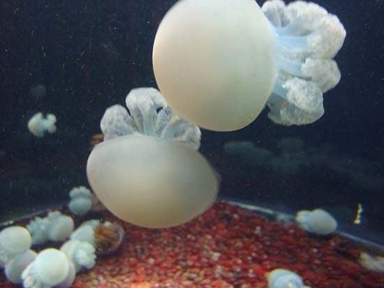 Cannonball jellyfish Cannonball Jellyfish Island Ecology 2012