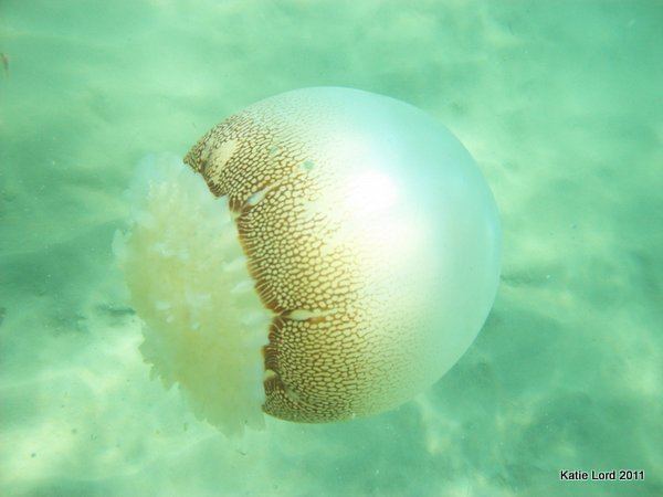 Cannonball jellyfish Cannonball Jellyfish Stomolophus meleagris aka Cabbage Head Jellyfish