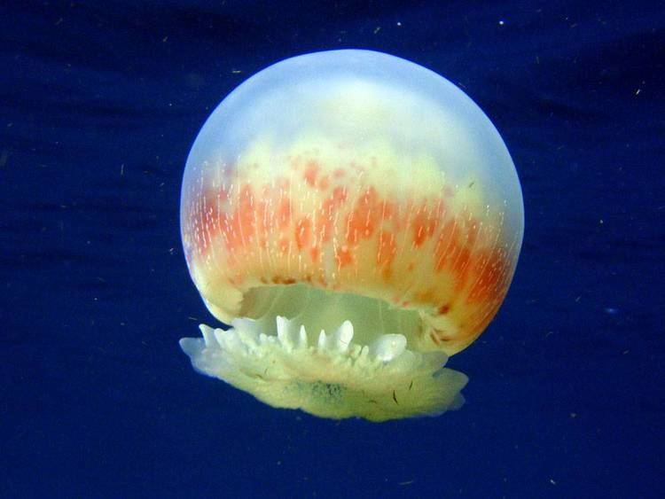 Cannonball jellyfish stuffpointcomtropicalfishunderwatersealifei