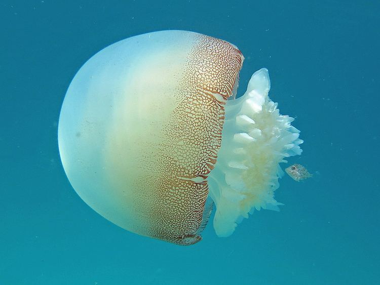 Cannonball jellyfish Cannonball jellyfish Navarre Beach Florida Near the Nava Flickr