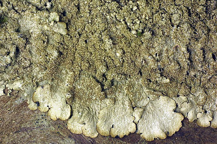 Canoparmelia Canoparmelia amabilis Pictures of Tropical Lichens
