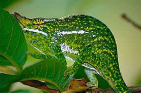 Canopy chameleon httpsuploadwikimediaorgwikipediacommonsthu