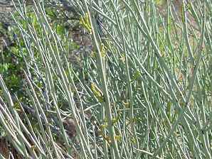 Canotia Crucifixion Thorn Canotia holacantha Arizona Wild Flowers