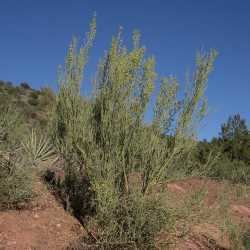 Canotia SEINet Arizona Chapter Canotia holacantha