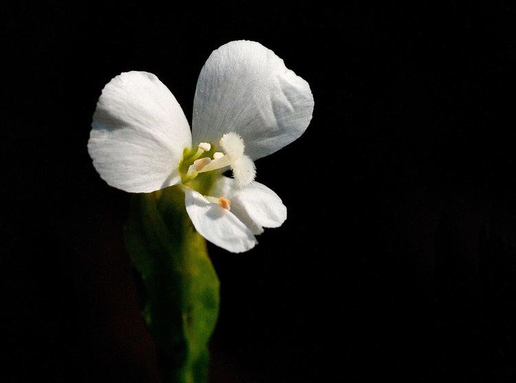 Canscora Flora of Mozambique Species information individual images