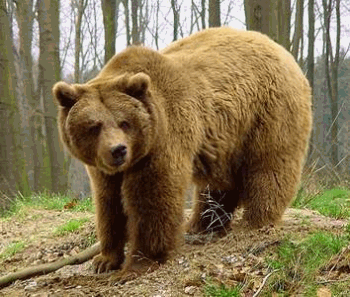 Cantabrian brown bear Camino 2014 16 DAYS TO GO Wild Animals on the Camino