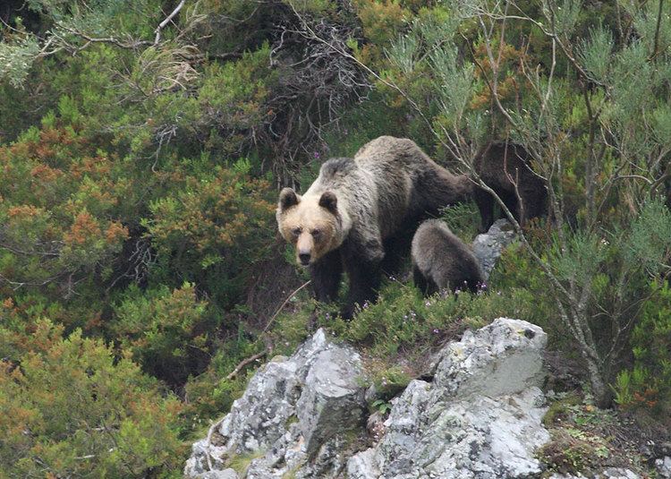 Cantabrian brown bear Predators in NW Spain