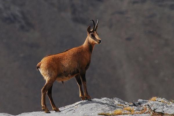 Cantabrian chamois 5day Spain Cantabrian Chamois for One Hunter and One Observer