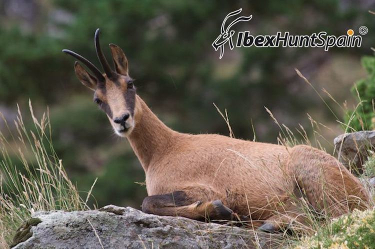 Cantabrian chamois Cantabrian Chamois Hunt in Spain Hunting Cantabrian Chamois in