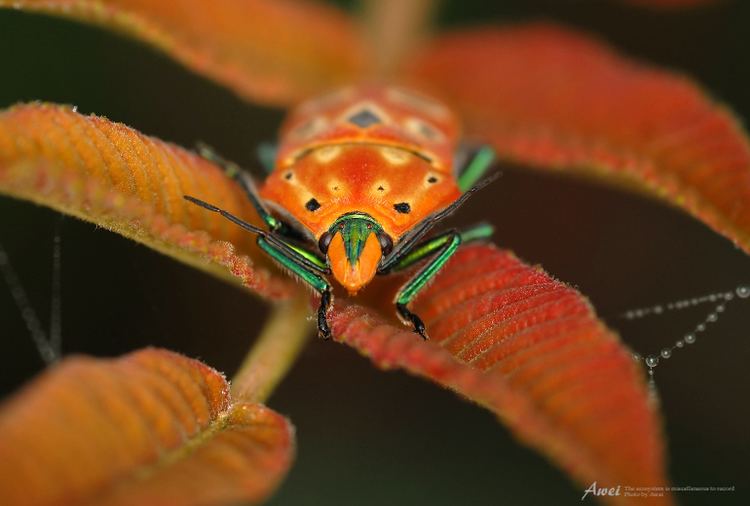 Cantao ocellatus Cantao ocellatus Macau Biodiversity