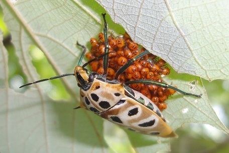 Cantao ocellatus Cantao ocellatus