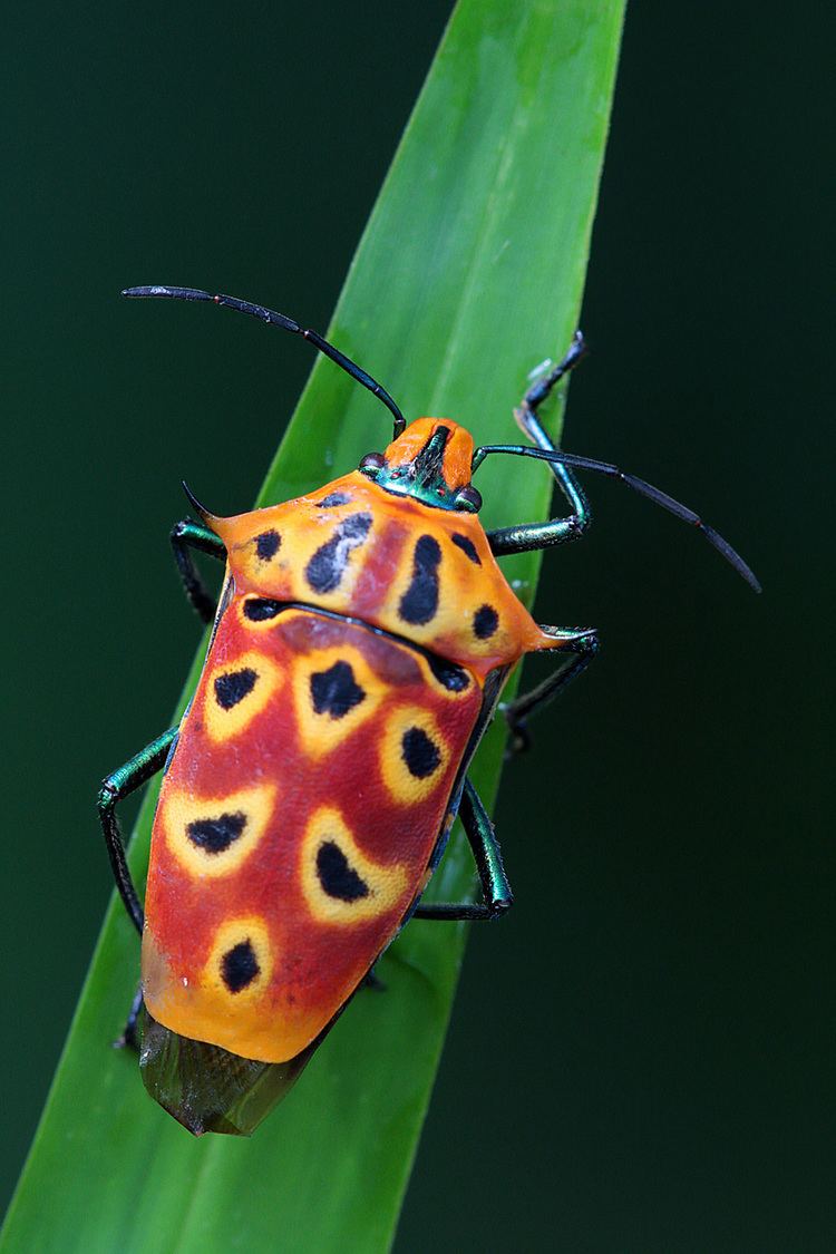 Cantao ocellatus Creature of the Month Shield Bug Bugs amp Insects of Singapore