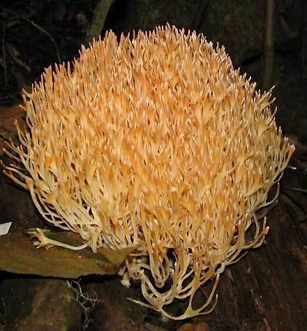 Cantharellales Cantharellales Tooth Spine Coral fungi etc