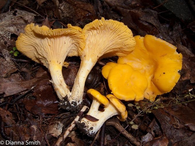 Cantharellales CANTHARELLALES FUNGIKINGDOMnet FUNGIPHOTOSnet Dianna Smith