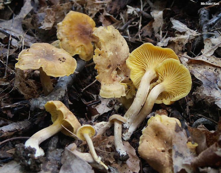 Cantharellus appalachiensis wwwmushroomexpertcomimageskuo3cantharellusap