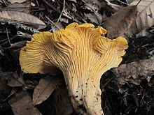 Cantharellus californicus httpsuploadwikimediaorgwikipediacommonsthu