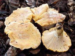 Cantharellus californicus MykoWeb An Old Friend Gets a New Name