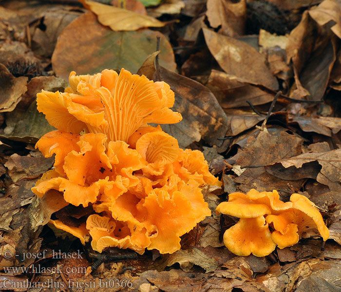 Cantharellus friesii Cantharellus friesii