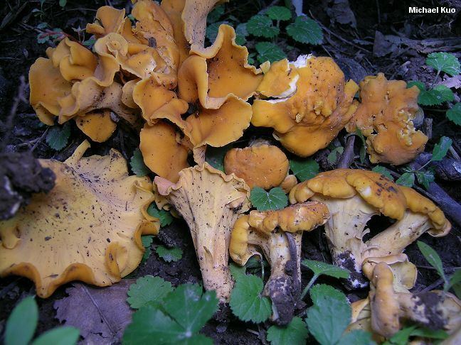 Cantharellus lateritius Cantharellus lateritius MushroomExpertCom