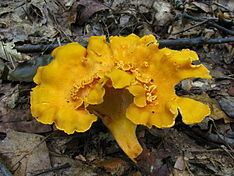 Cantharellus lateritius httpsuploadwikimediaorgwikipediacommonsthu