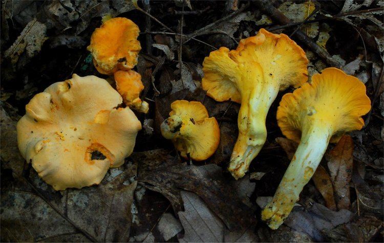 Cantharellus lateritius Cantharellus lateritius