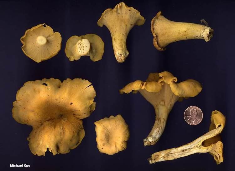 Cantharellus lateritius Cantharellus lateritius MushroomExpertCom