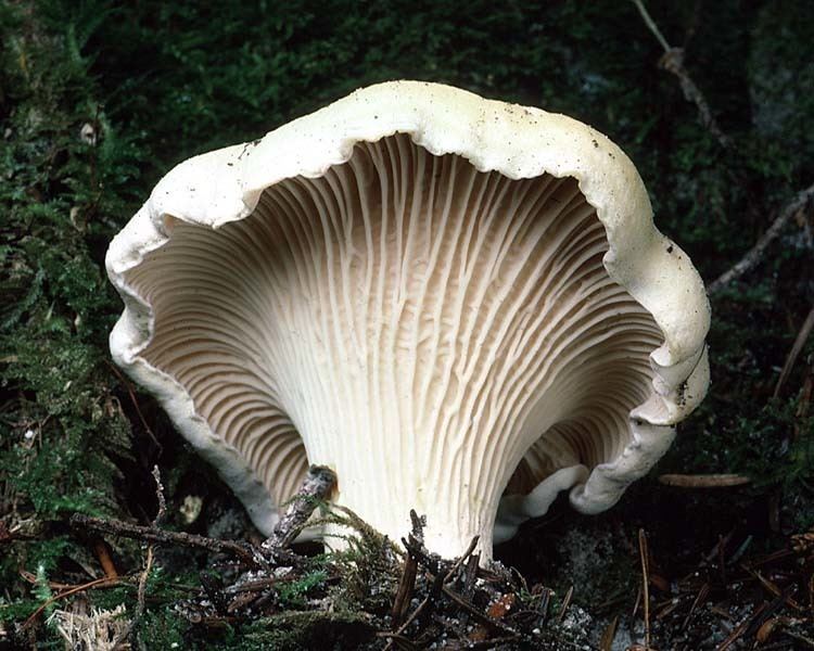 Cantharellus subalbidus California Fungi Cantharellus subalbidus