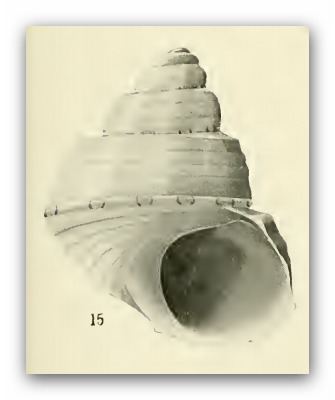 Cantharidella ocellina