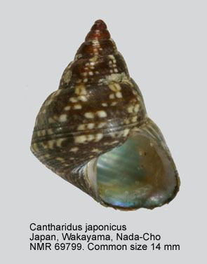 Cantharidus HomeNATURAL HISTORY MUSEUM ROTTERDAM Mollusca Gastropoda