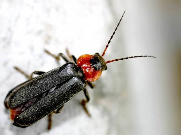 Cantharis FileCantharis fusca01jpg Wikimedia Commons