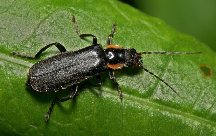 Cantharis Cantharis obscurca Wikiwand