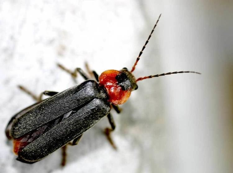 Cantharis fusca Cantharis fusca Wikipdia