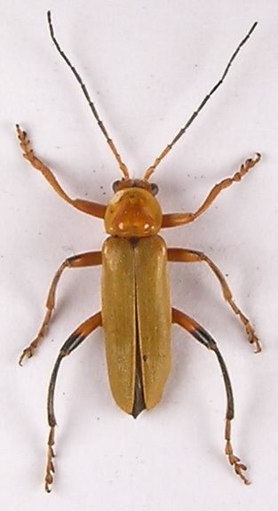 Cantharis livida cantharislivida1jpg