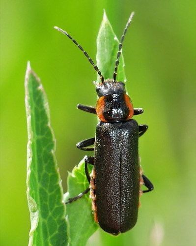 Cantharis obscura Image Cantharis obscura BioLibcz