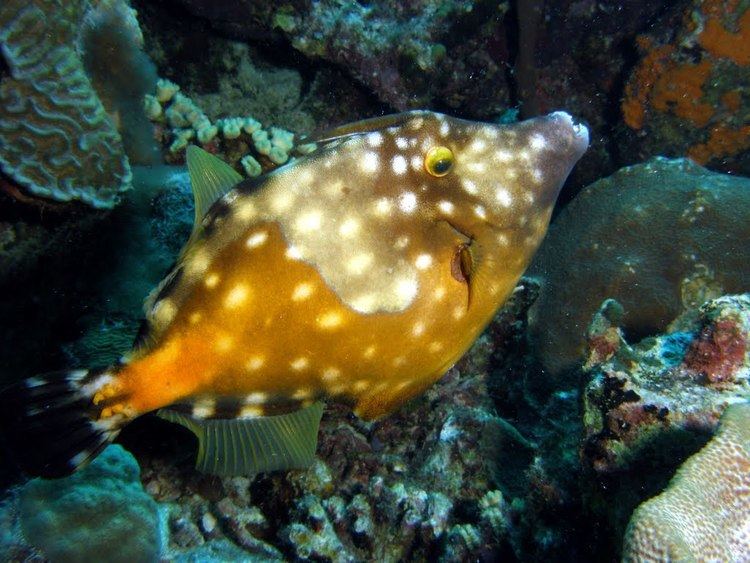 Cantherhines Panoramio Photo of Whitespotted Filefish Spotted Phase Looking up
