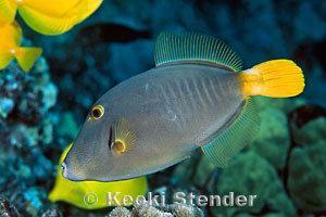 Cantherhines dumerilii Barred Filefish Cantherhines dumerilii