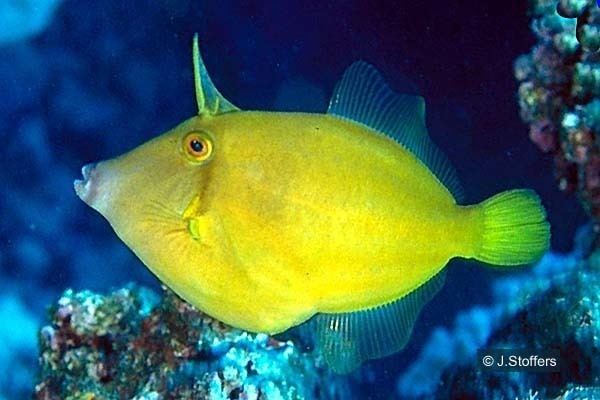 Cantherhines dumerilii Cook Islands Biodiversity Cantherhines dumerilii Barred Filefish