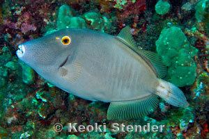 Cantherhines dumerilii Barred Filefish Cantherhines dumerilii